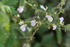 Anisomeles heyneana